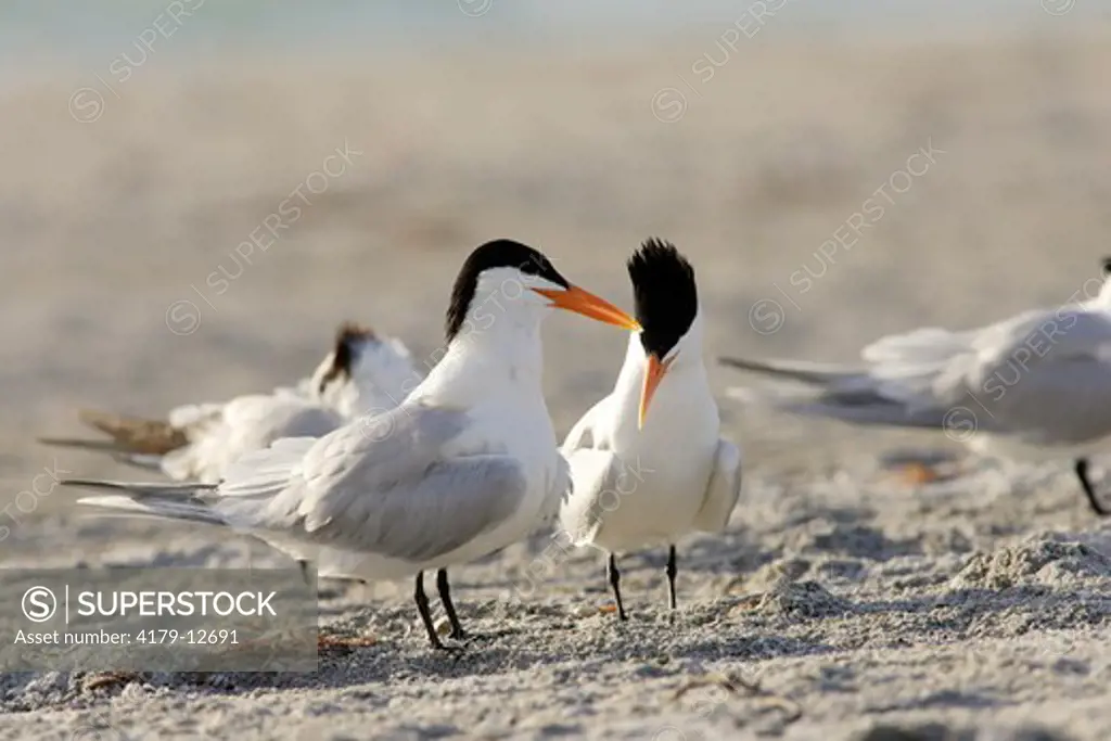 Royal Tern (Sterna maxima) beginning courship behavior South Lido Beach, Florida