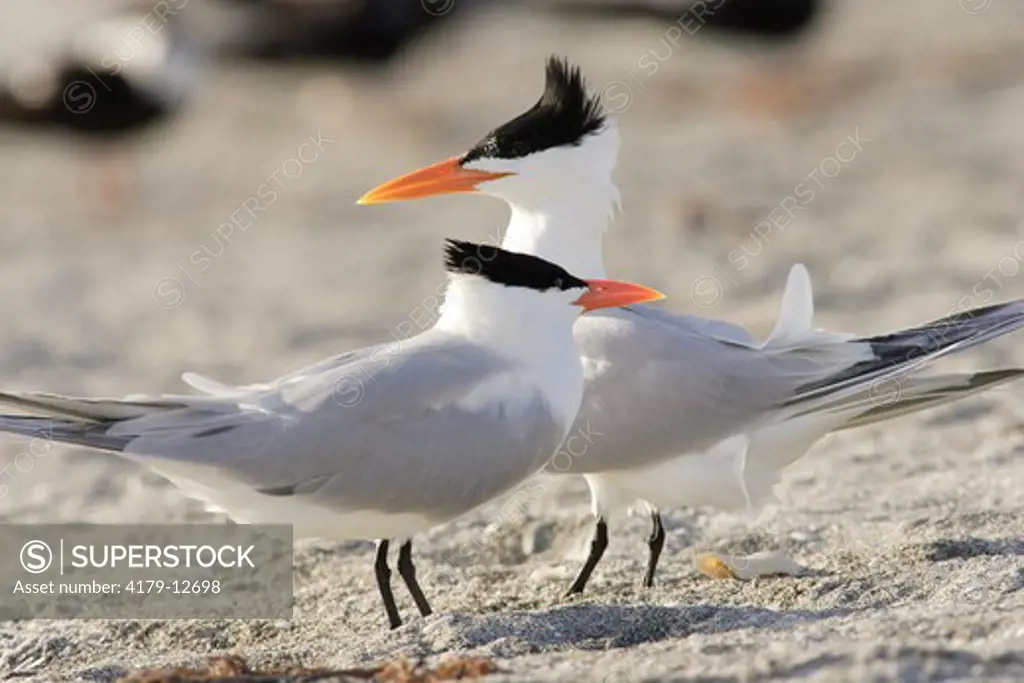 Royal Tern (Sterna maxima) beginning courship behavior South Lido Beach, Florida