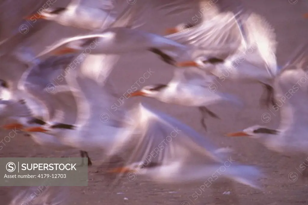 Royal Terns Taking Flight (Sterna maxima) Ft Myers, FL Digitally enhanced image
