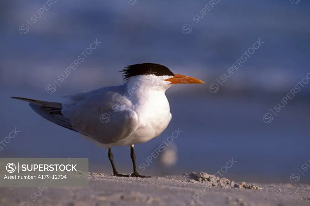 Royal Tern, Sanibel Island, FL