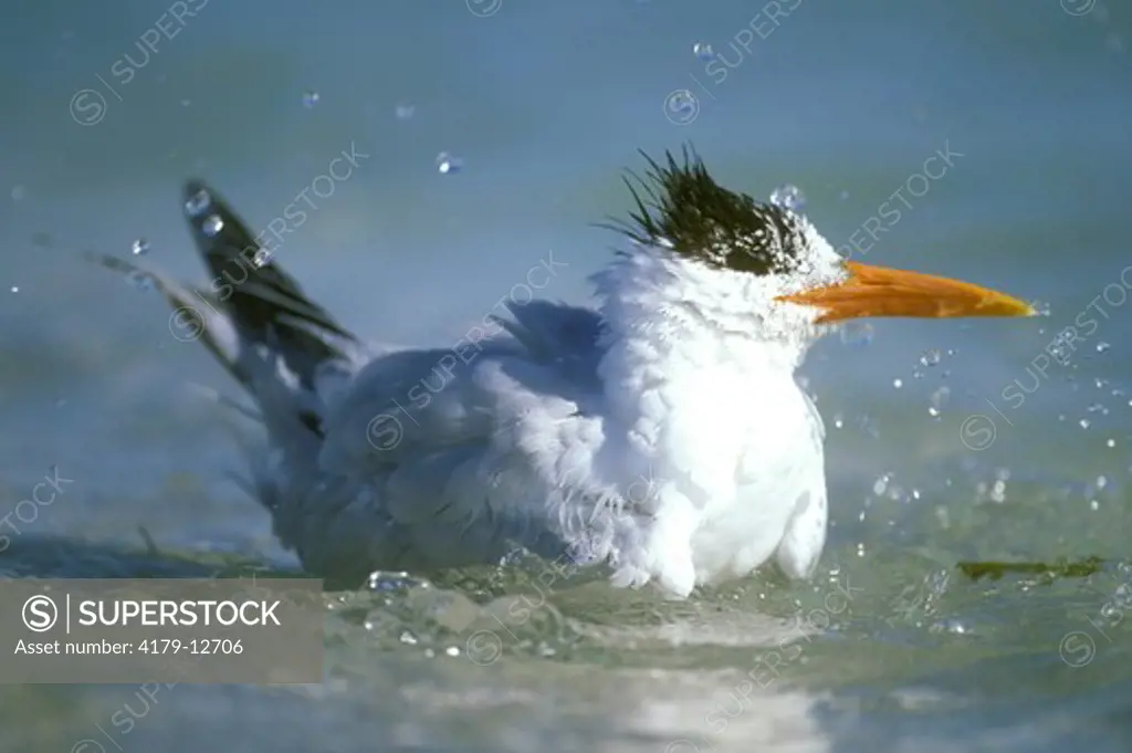 Royal Tern bathing, Sanibel I., Florida