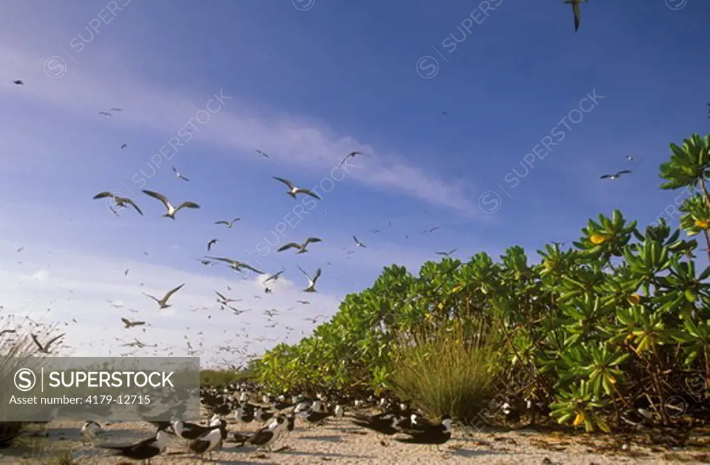 Sooty Tern (Sterna fuscata) colony. Bird Island, Seychelles