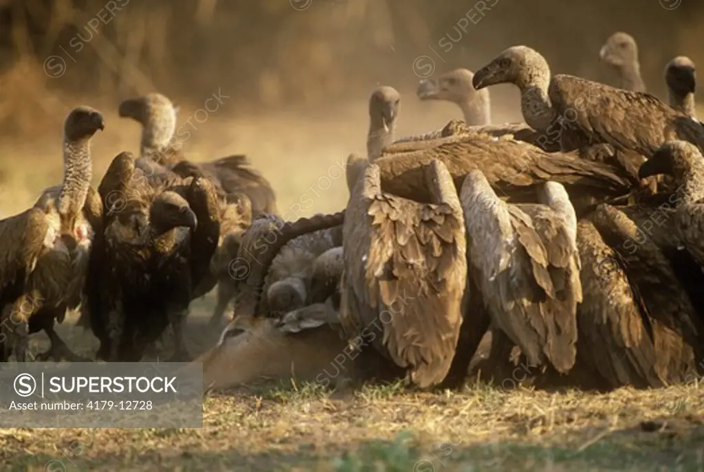 White-Headed Vultures feasting, Botswana