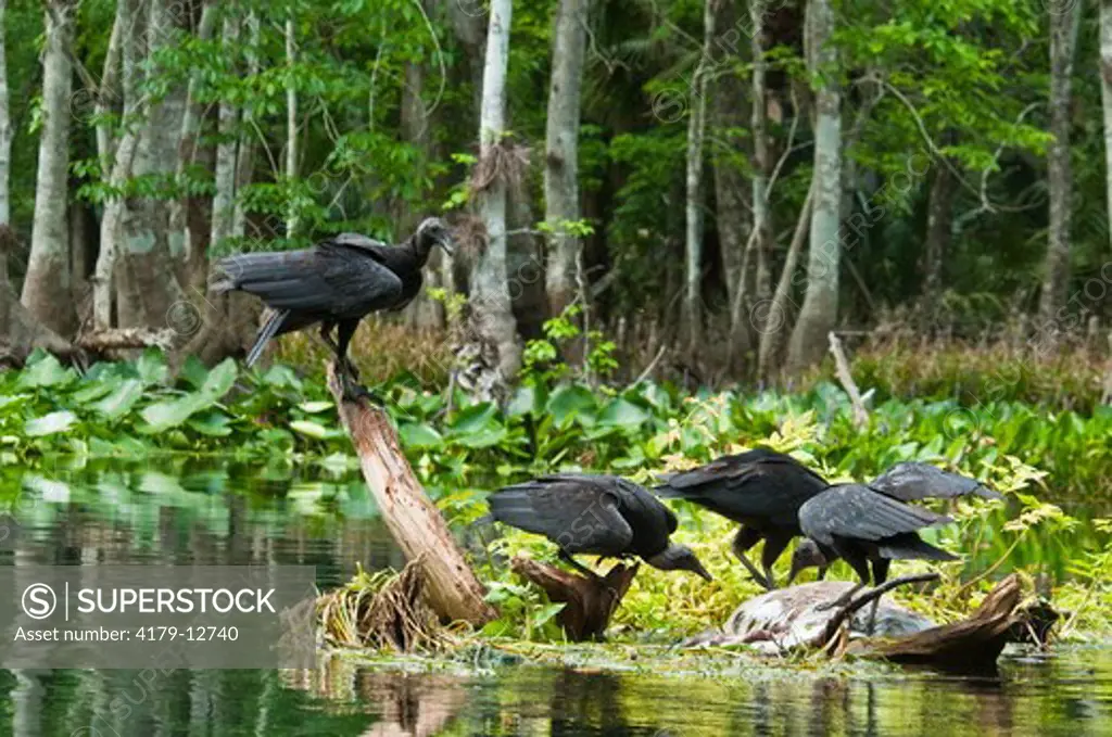 Black Vultures (Coragyps atratus) eating dead Deer in middle of Stream, Silver River near Ocala, FL, it's source is Silver Springs which pumps out 550 million galons of water a day.