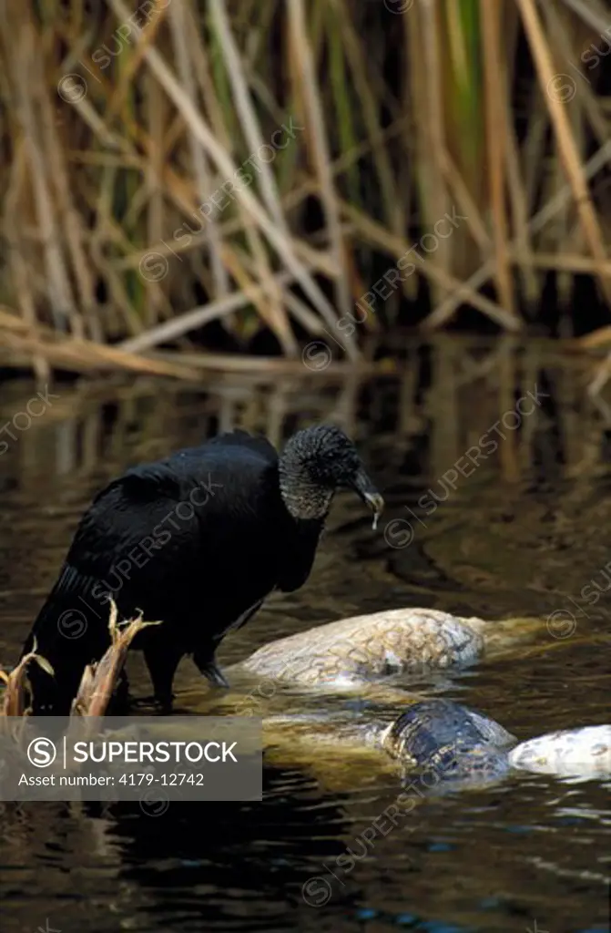 Black Vulture, Coragyps atratus, feeding on dead American Alligator, Everglades NP, Florida, USA