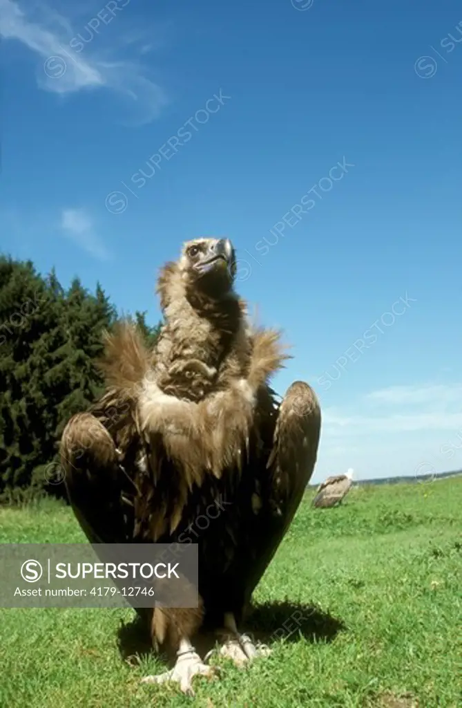 Cinereous Vulture (Aegypius monachus), Europe to China