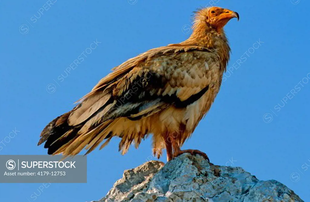 Egyptian Vulture (Neophron Percnopterus), Socotra Island, Arabian Sea, Yemen
