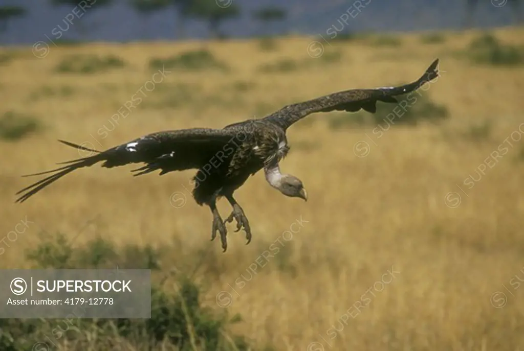 Griffon/ Ruppell's Vulture (Gyps rueppelli) in Flight, Masai Mara, Kenya