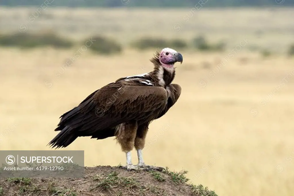 Nubian Vulture (Torgos tracheliotus), perched on mound, Maasai Mara National Reserve, Kenya