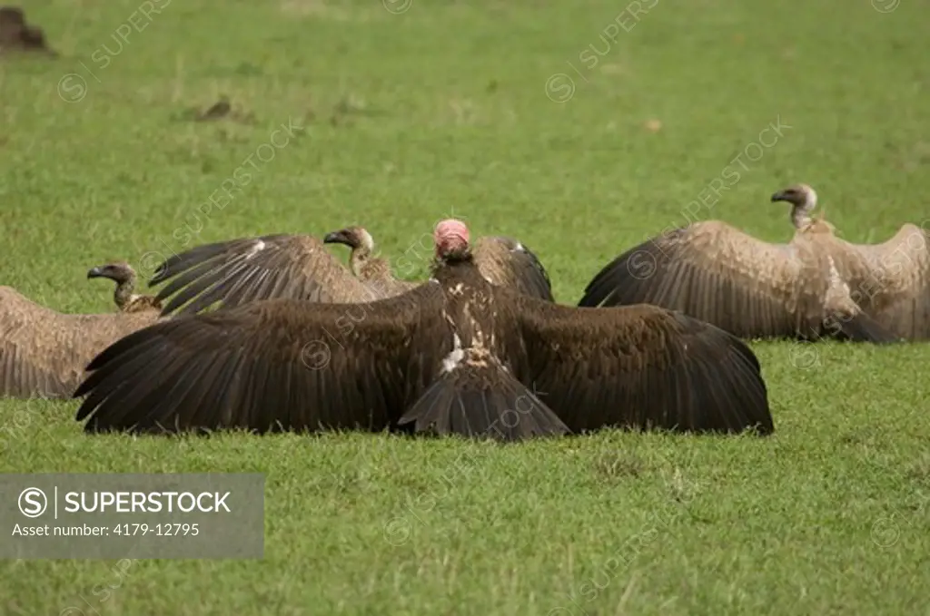 Lappet-faced (Nubian) Vulture manteling, Masai Mara Natl Reserve, Kenya