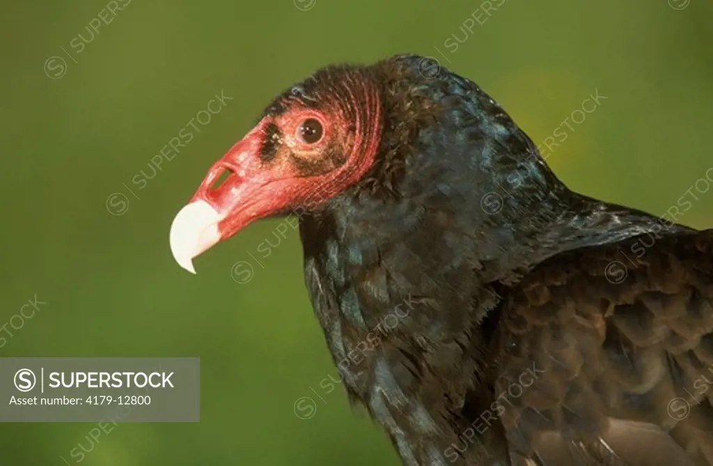 Turkey Vulture (Cathartes aura), CO