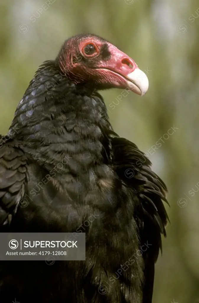 Turkey Vulture (Cathartes aura) Sonoran Desert Museum/AZ