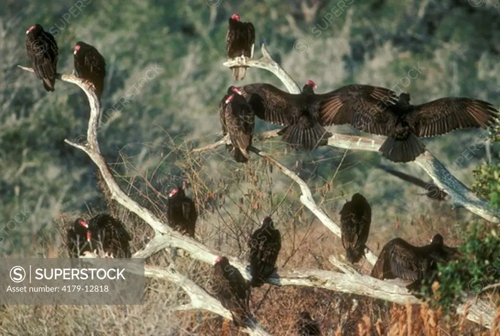 Turkey Vultures Aransas NWR/TX