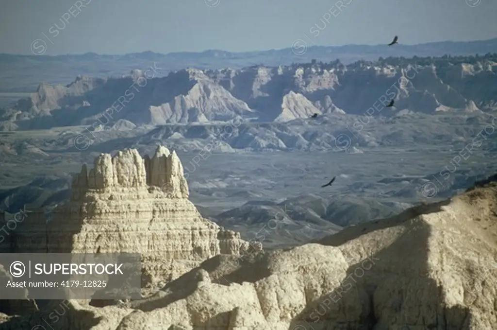 Turkey Vultures soaring (Cathartes aura) Badlands Natl Park SD