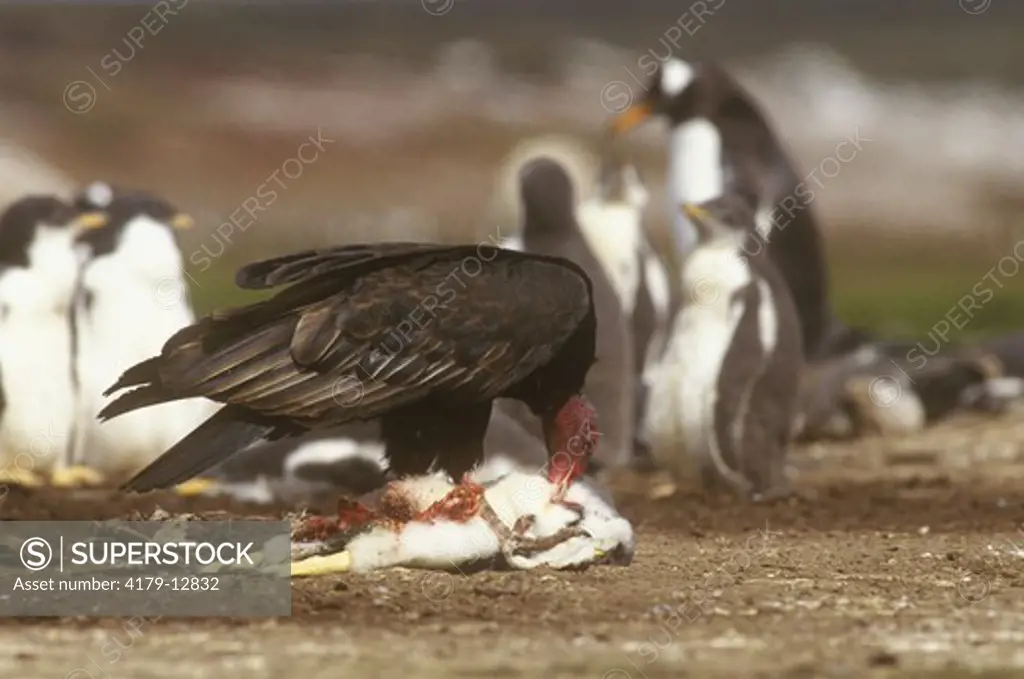 Turkey Vulture (Carthartes aura) eating Gentoo Penguin. Falkland Islands