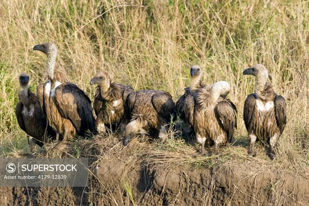 White-backed Vulture (Gyps africanus), group lined up, Maasai Mara National Reserve, Kenya
