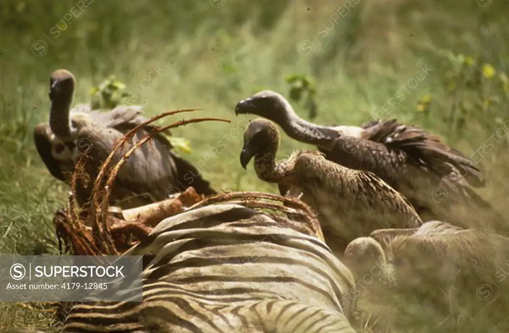 Whitebacked Vulture (Gyps africanus) Hwange - Zimbabwe