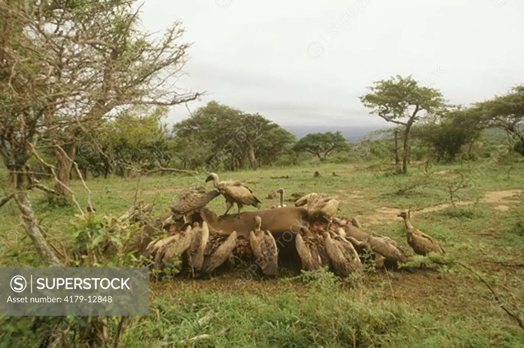 Whitebacked Vulture (Gyps africanus) feeding on White Rhino. S. Africa