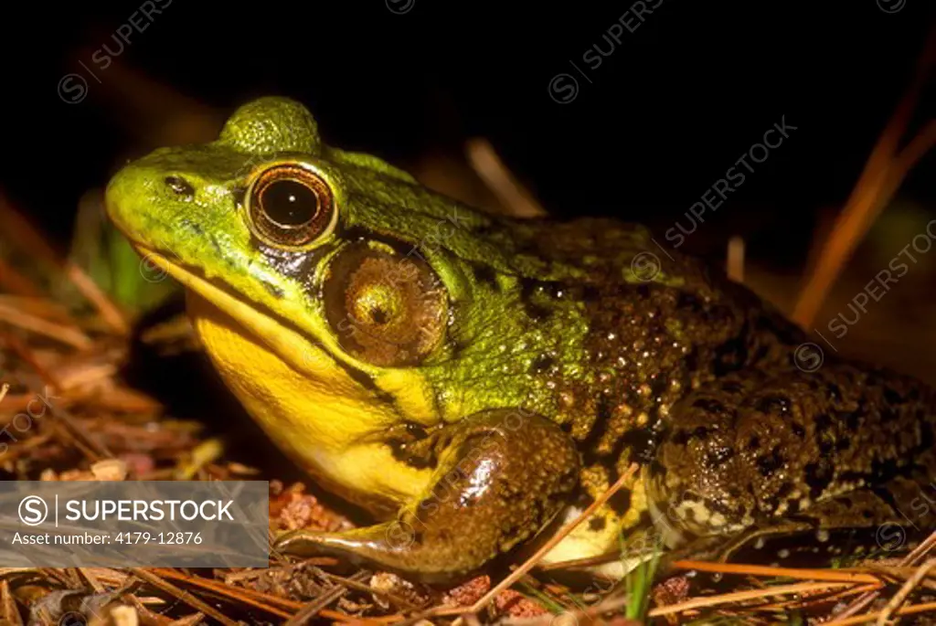 American Bullfrog (Rana catesbeiana) Mt. Pleasant, New York