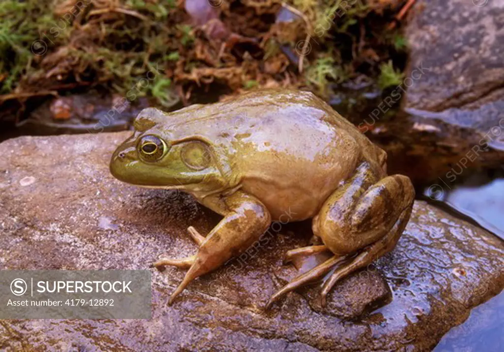 Frog, Bull (Rana catesbeiana) Pocono Mountains/Pennsylvania