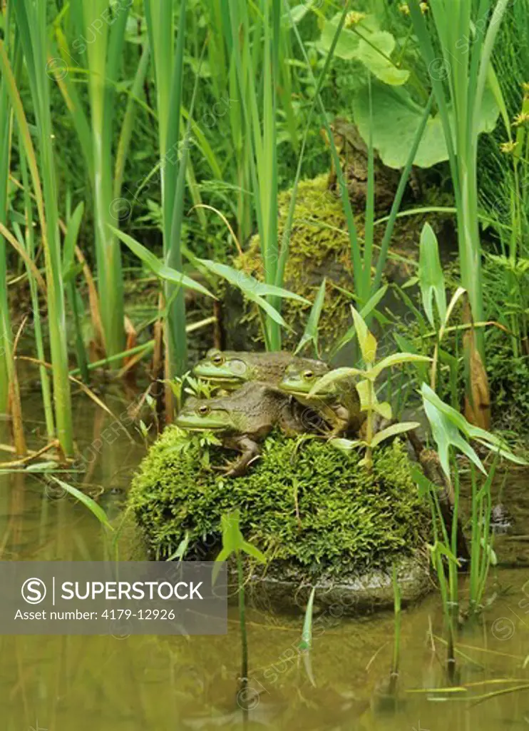 Bullfrogs on mossy Rock (Rana catesbeiana), Spring, Adirondacks, NY, Fuji