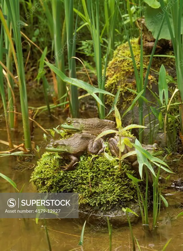 Bullfrogs on mossy Rock (Rana catesbeiana), Spring, Adirondacks, NY, Fuji