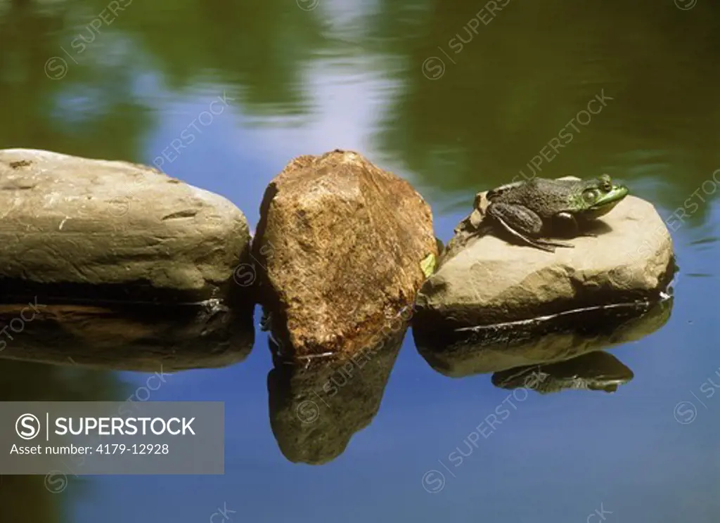 Bullfrog basking on Rock (Rana catesbeiana), Spring, Adirondacks, NY, Fuji