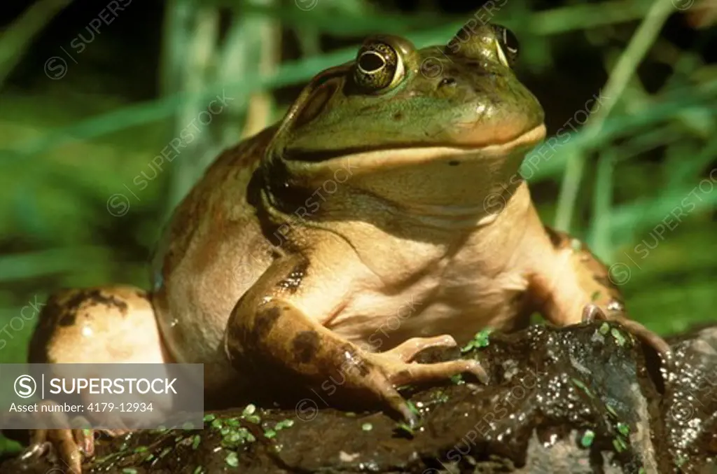 Bullfrog on rock (Rana catesbeiana)