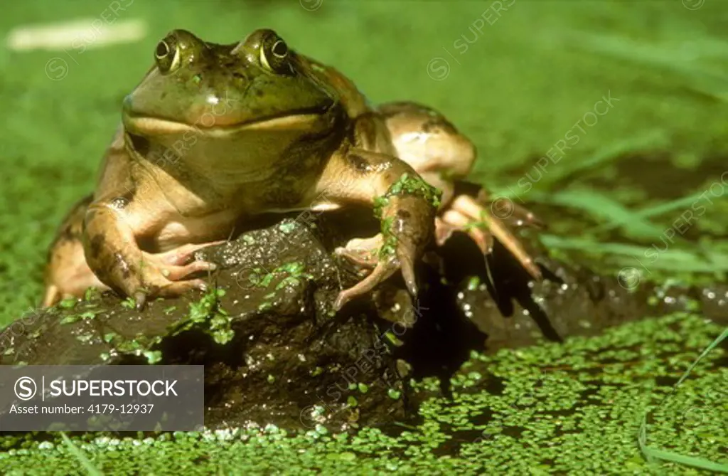 Bullfrog on Rock (Rana catesbeiana) Pennsylvania