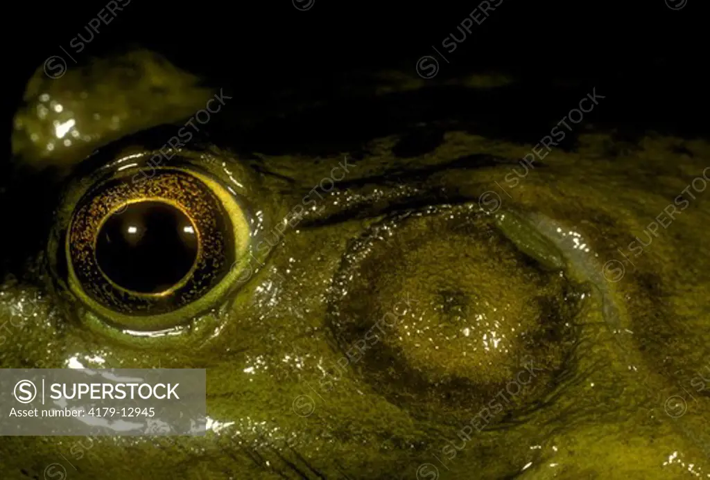 Bull Frog male (Rana castbyiana) showing eye and ear. Princeton Woods, NJ