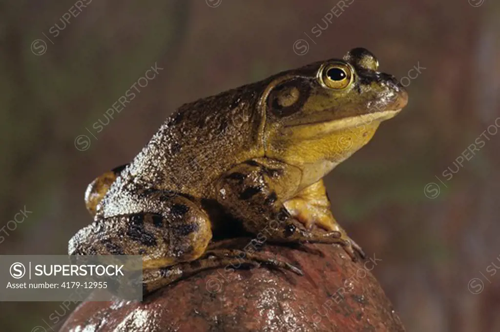 Bullfrog on Rock Milton, Ontario