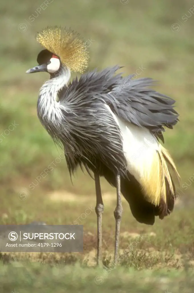 Crowned Crane    (Balearica regulorum)  Naiorbi NP/Kenya