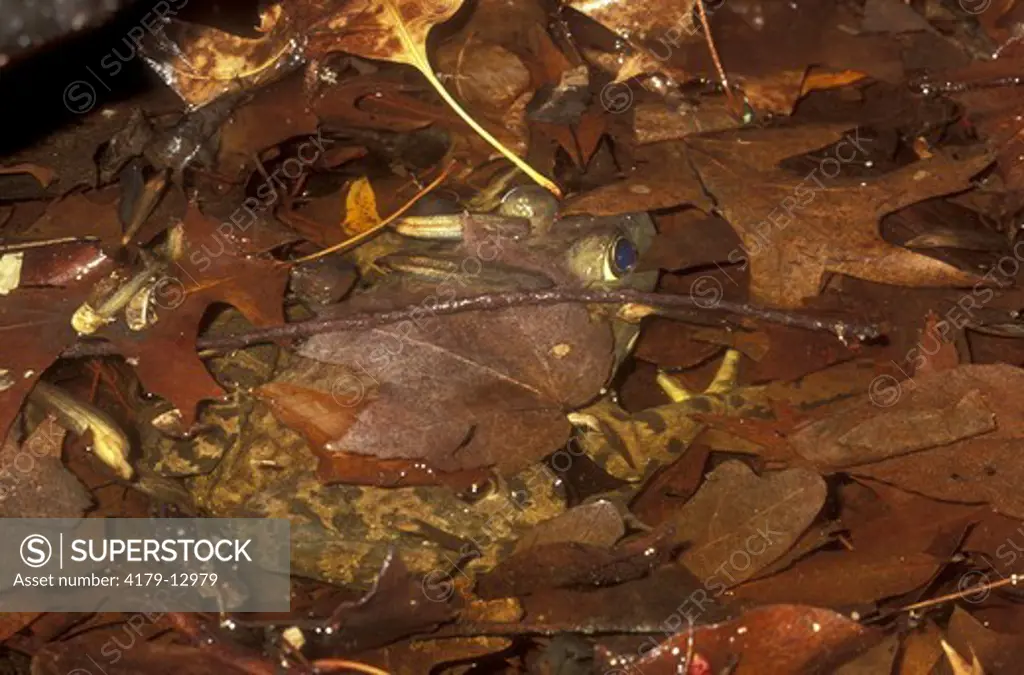 Bullfrog (Rana catesbiana), hides underwater in seasonal pond, Blackbird S.F., DE, Delaware camouflage