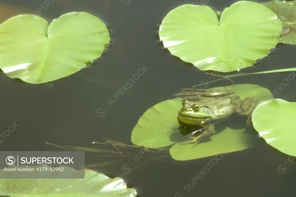 Bullfrog on Lily Pads (Rana catesbeiana) Ontario, Canada