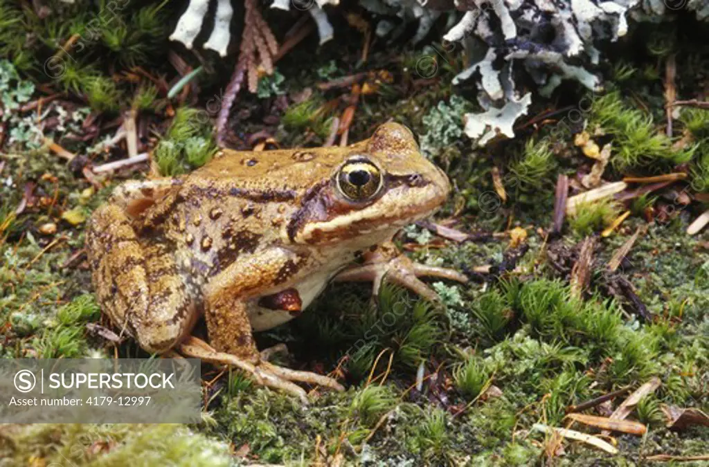 Cascades Frog (Rana cascadae), Jefferson Co., WA
