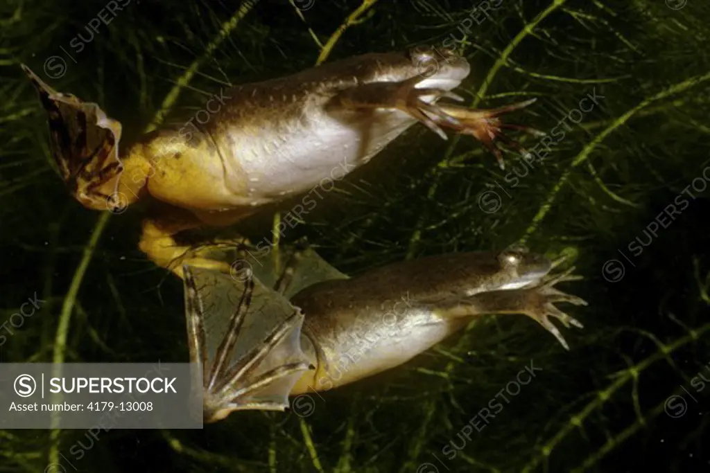 African Clawed Frogs swimming, underwater (Xenopus laevis)