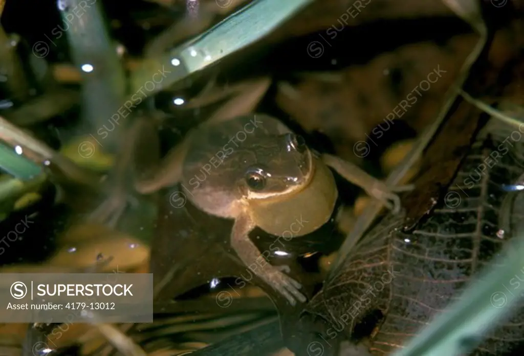 Upland Chorus Frog Calling (Pseudacris triseriata feriarum)