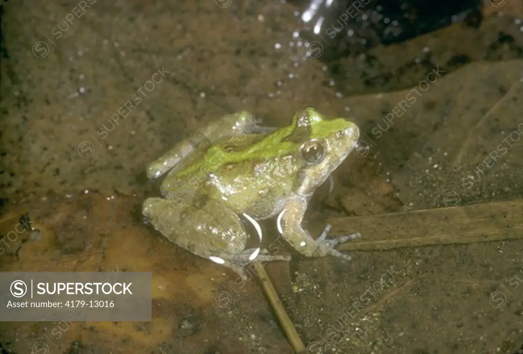 Northern Cricket Frog, Acris crepitans
