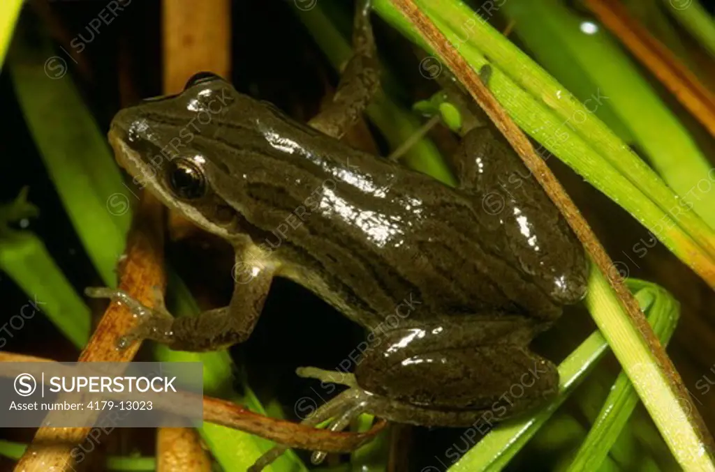 Western Chorus Frog at Night (Pseudacris triseriata triseriata) Trempealeau NWR