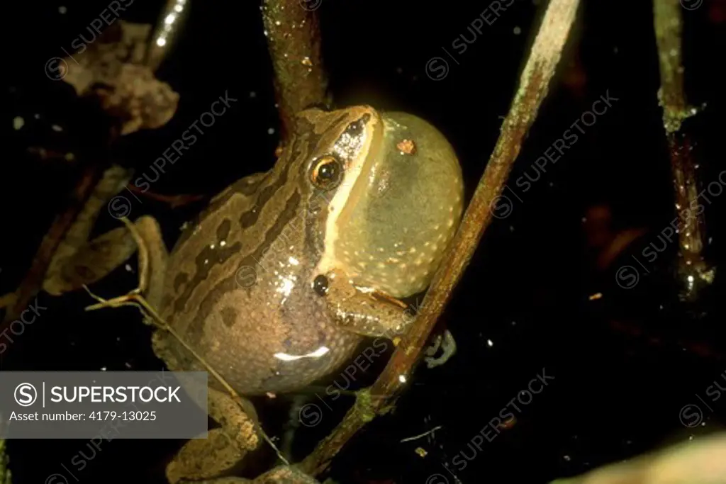 New Jersey Chorus Frog (Pseuacris triseriata) Male Singing/Blackbird Forest/DE