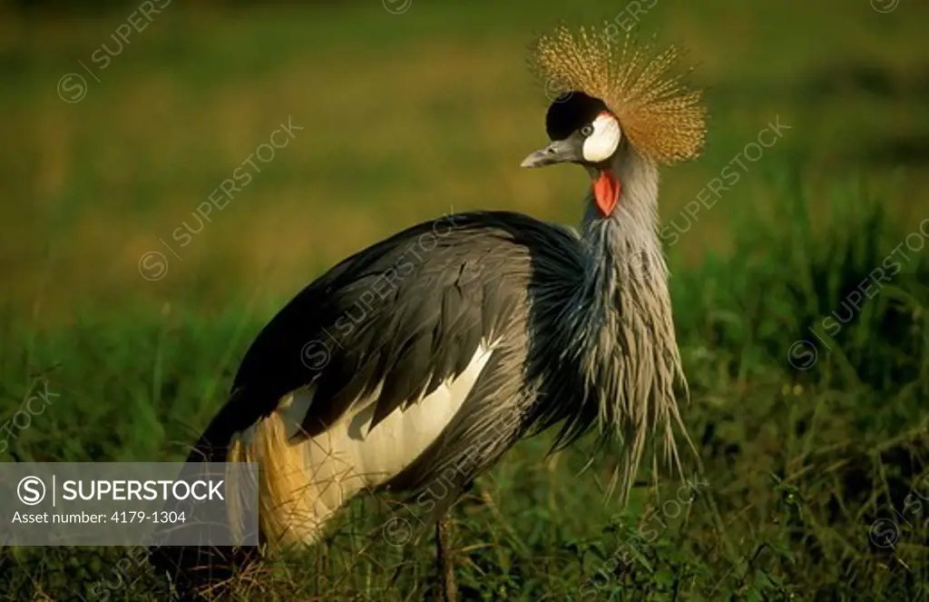 Crowned Crane (Balearica regulorum), KwaZulu-Natal, Midlands, S. Africa, becoming exceedingly rare