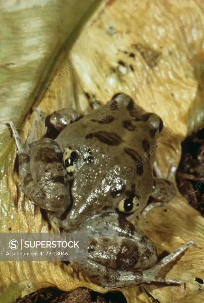 South American False-eyed Frog (Pleurodema bibroni)