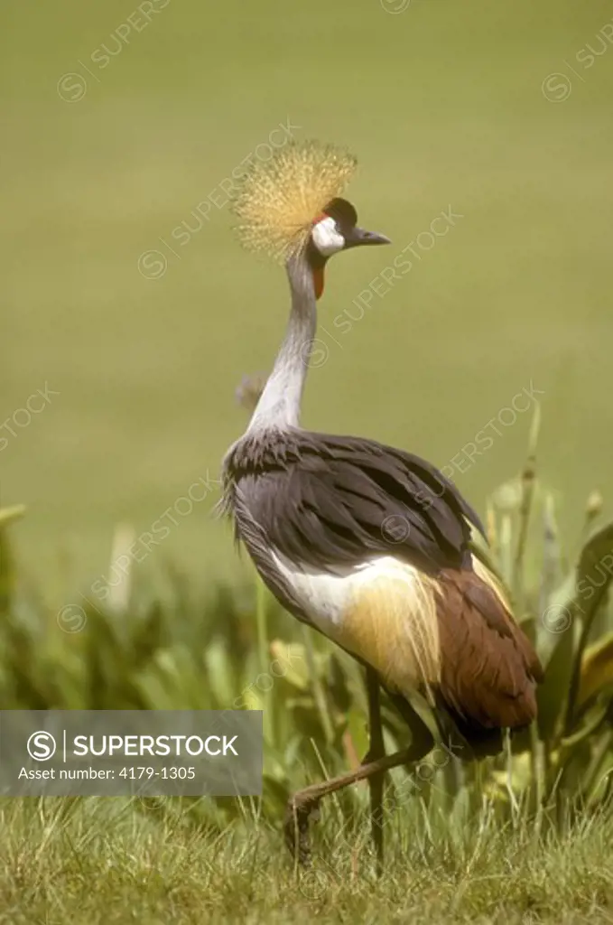 Crowned Crane (Balearica regulorum), Kenya, E. Africa