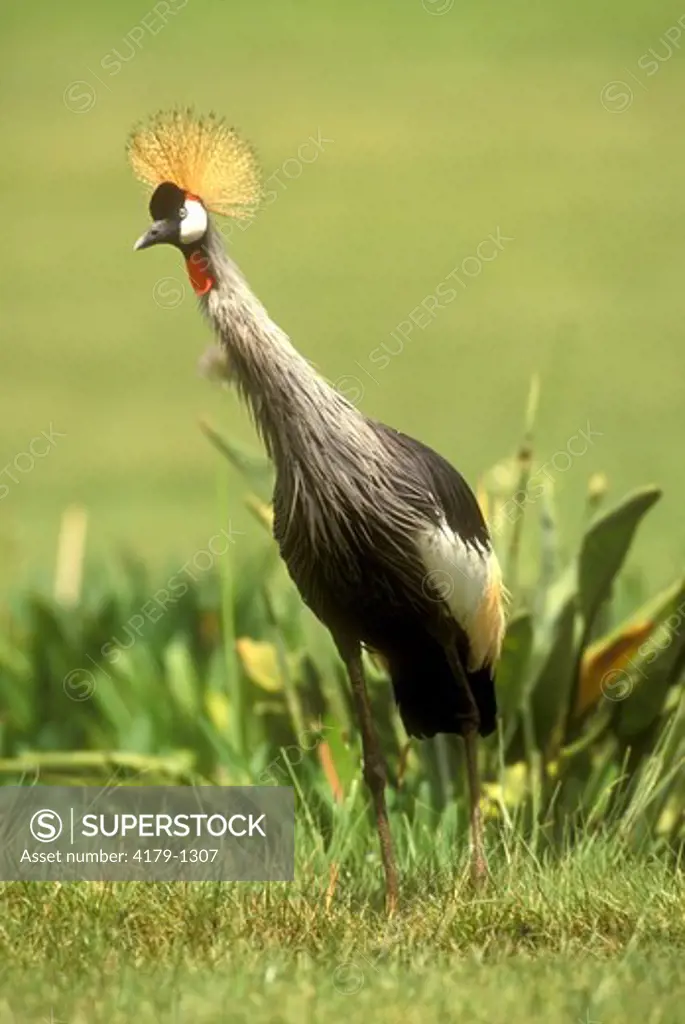 Crowned Crane (Balearica regulorum), Kenya, E. Africa