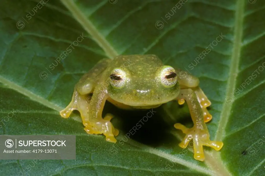 Glass Frog (Centrolenella fleishmanni), Monte Verde, Costa Rica