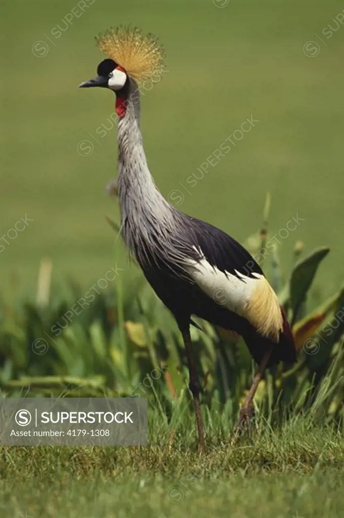 Crowned Crane (Balearica regulorum), Kenya