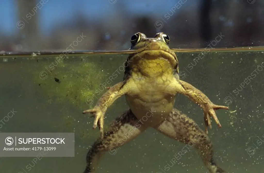 Green Frog splitview (Rana clamitans) Riveredge Nature Preserve