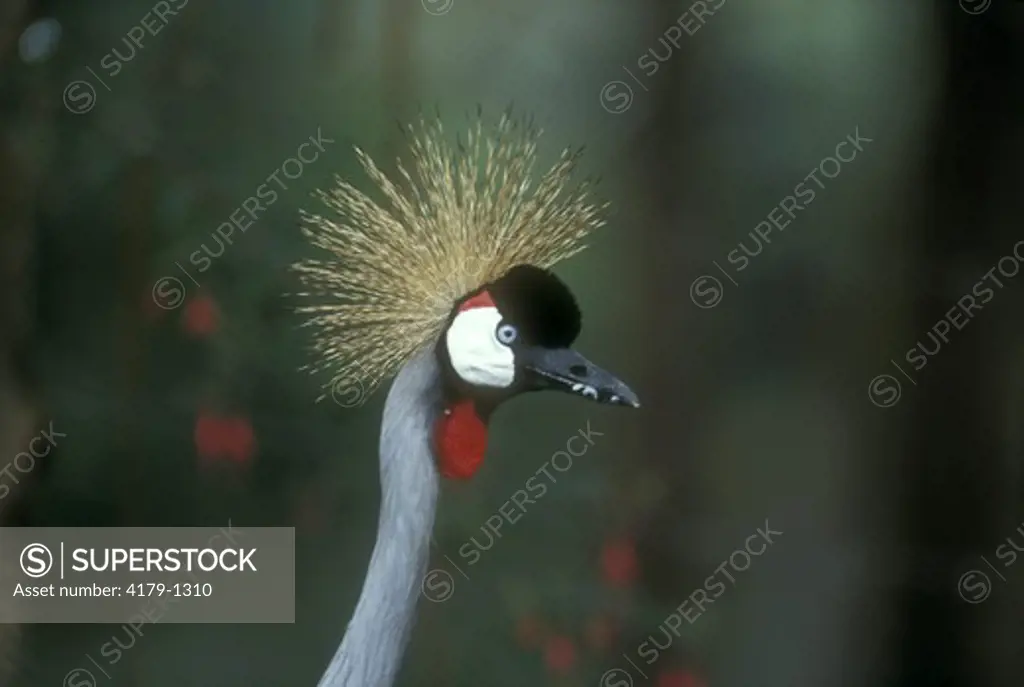 East African Crowned Crane, Kinigi, Rwanda
