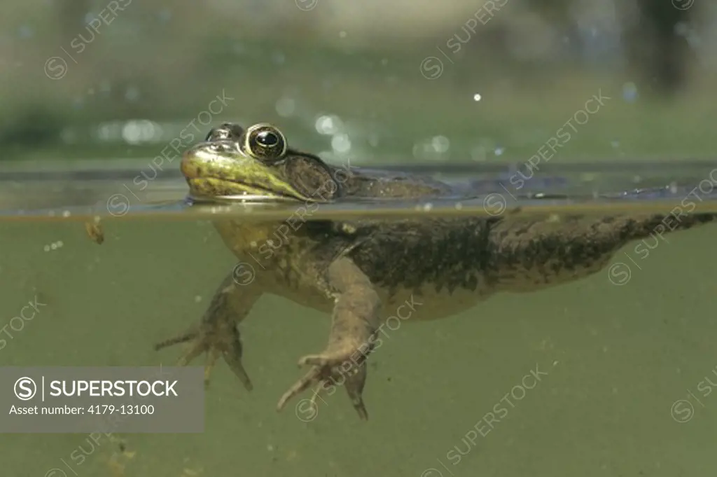 Green Frog splitview (Rana clamitans) Riveredge Nature Preserve