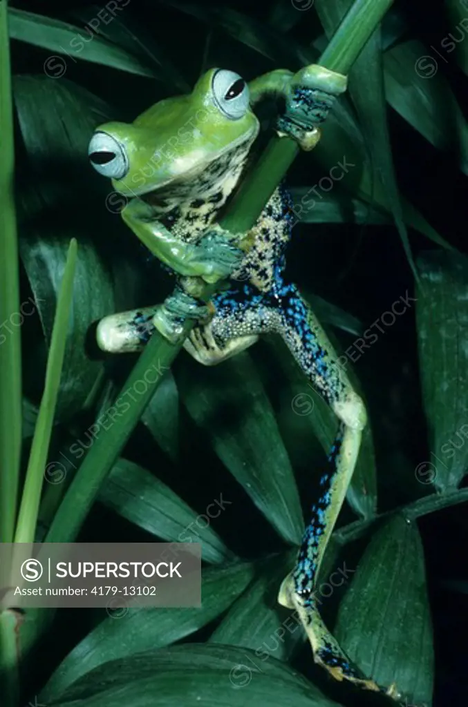 Asiatic Gliding Frog (Rhacophorus nigropalmatus)